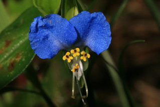 Asiatic dayflower (Commelina communis) NNI | plants.usda.gov… | Flickr