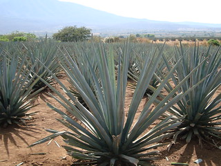 Blue Agave, Tequila, Mexico