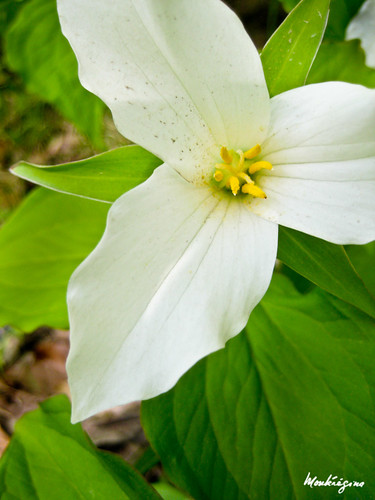 Trille blanc - White Trillium | Trillium grandiflorum (Melan… | Flickr