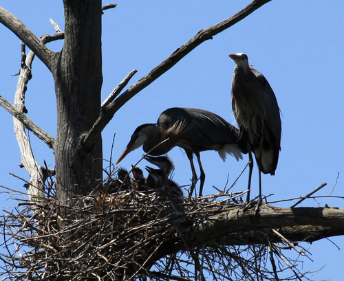 Great Blue Heron family