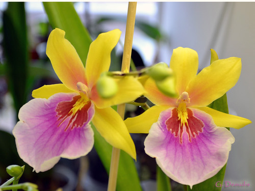 Miltonia 'Sunset' orchid, inflorescence