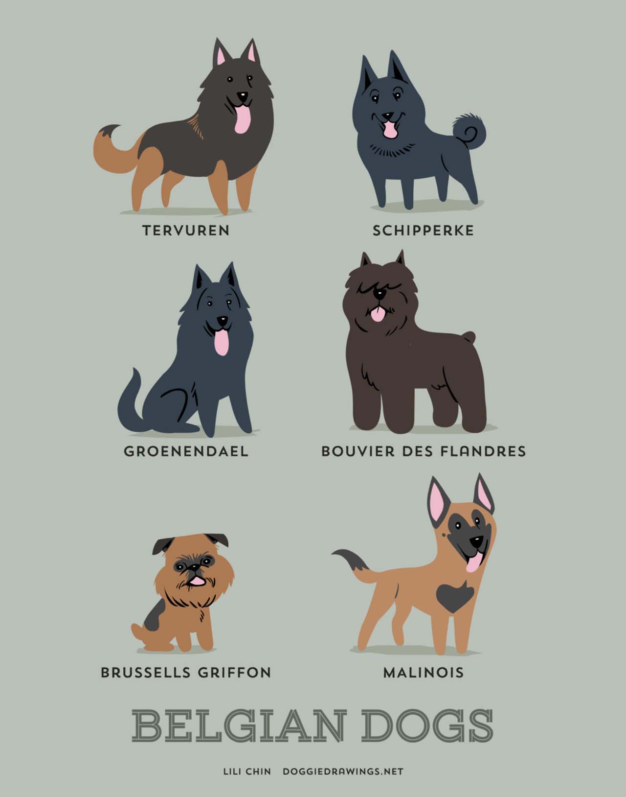 Origin Of Dogs: Cute Illustration By Lili Chin Show Where Dog Breeds Originating From #4: Belgian Dogs