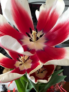 20170219 - 3 Tulips