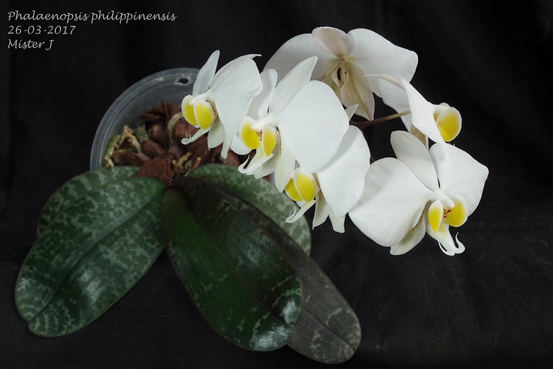 Phalaenopsis philippinensis 33526745191_0da04545e0_c