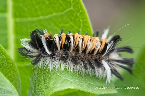Milkweed Tussock Moth - Hodges#8238 (Euchaetes egle)