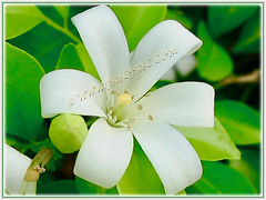 Murraya paniculata (Orange Jessamine/Jasmine, Chinese Box, Mock Orange/Lime, Lakeview Jasmine) with its scented flower, 1 Aug 2009