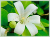 Murraya paniculata (Orange Jessamine/Jasmine, Chinese Box, Mock Orange/Lime, Lakeview Jasmine)
