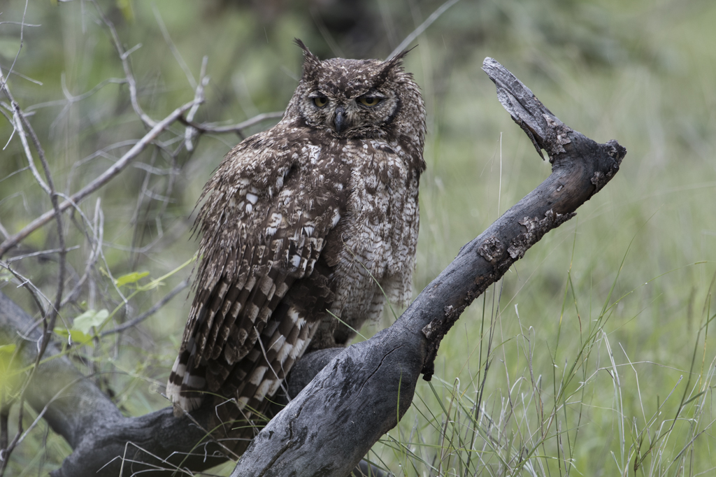 Spotted Eagle-Owl  Bubo Africanus