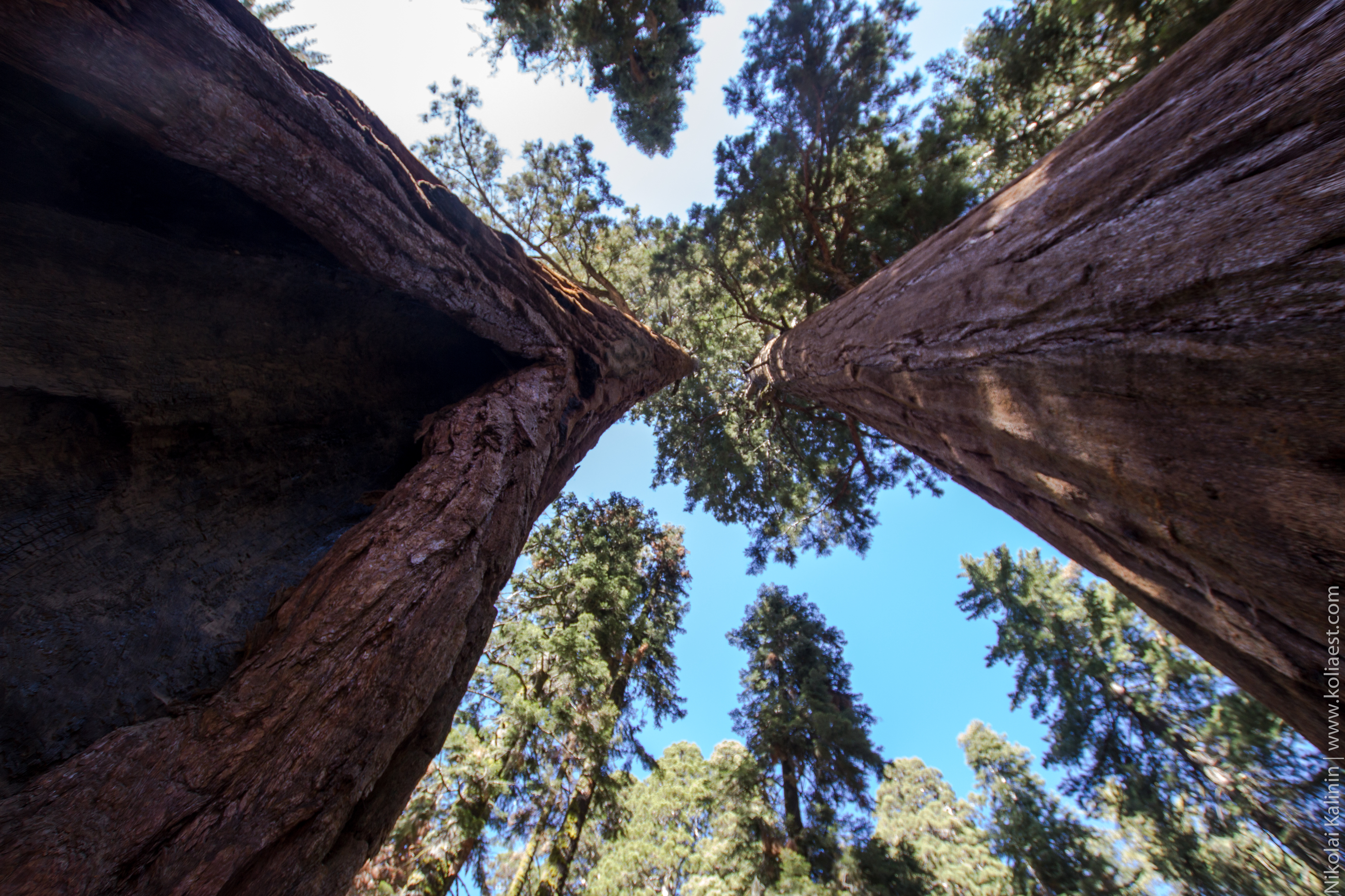 Sequoia-85
