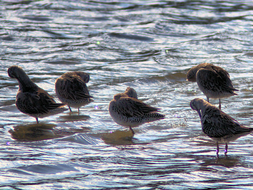 Long-billed Dowitchers 20170306