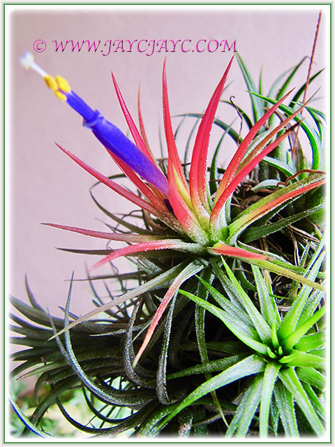 Mesmerizing Tillandsia ionantha flowering to capture our hearts, 25 Jan 2017!
