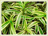Dracaena reflexa 'Song of India' (Pleomele, Dracaena reflexa variegata, ‘Song-of-India’, Reflexed Dracaena)