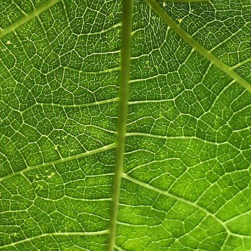 Fig leaf
