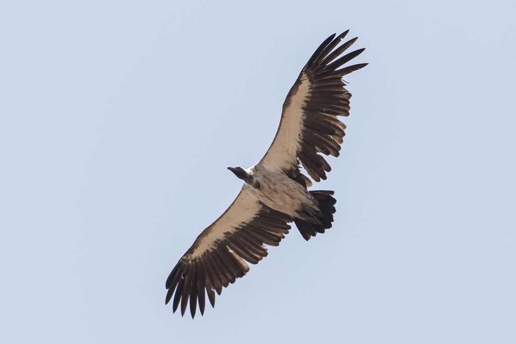 White-backed Vulture      Gyps Africanus