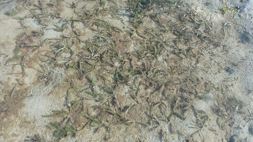 Sickle seagrass (Thalassia hemprichi)