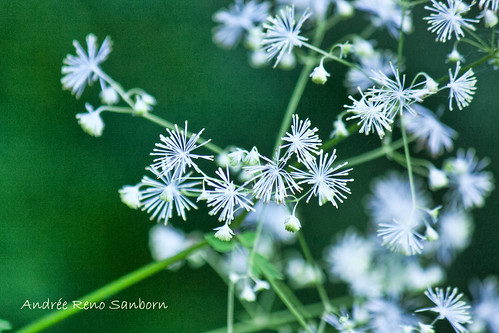 Tall Meadow Rue (King of the Meadow) (Thalictrum pubescens)
