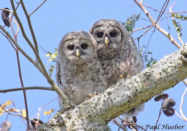 Barred Owl baby / fledgling / owlet pair (Strix varia)
