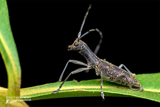 Long-necked longhorn beetle (Gnoma sp.) - ESC_0259