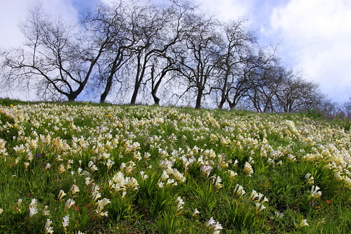 Madeira - Funchal - a field of freesias