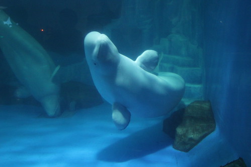 Beluga whales in limited space at Dalian Ocean Park,  China 2014