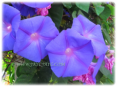 Ipomoea indica (Morning Glory, Blue Morning Glory, Oceanblue Morning Glory, Blue Dawn Flower) with beautiful purple flowers, 15 Aug 2014