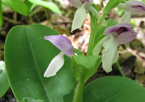 Orchis spectabilis (Showy Orchis)