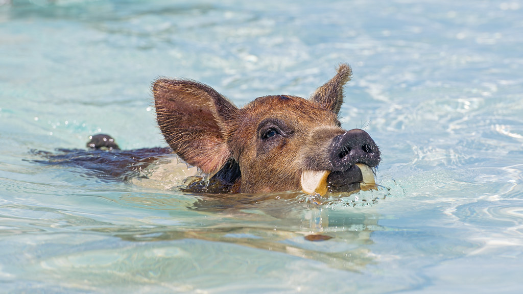 Young pig swimming with toast