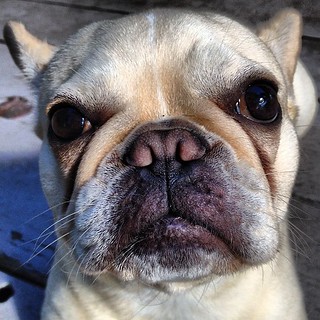 Frenchie face. | Kat & Dog | Flickr