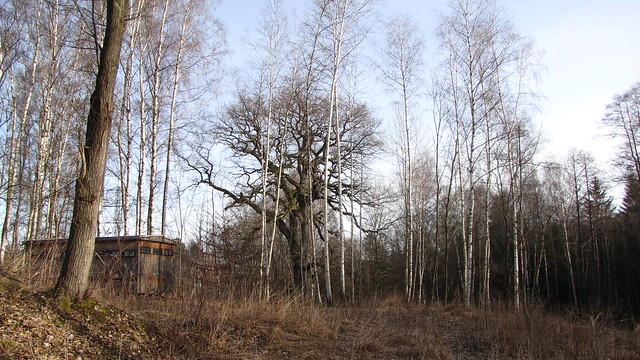 Bambasův dub v Arnoltově