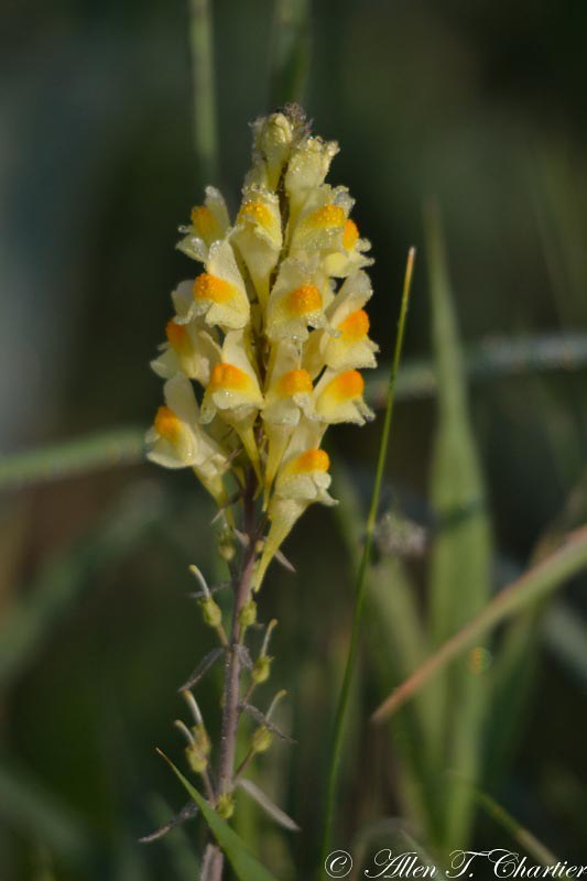 Linaria vulgaris (Butter-and-eggs)