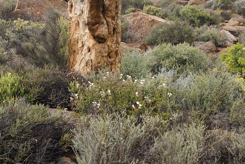 A bush of P. praemorsum subsp. praemorsum