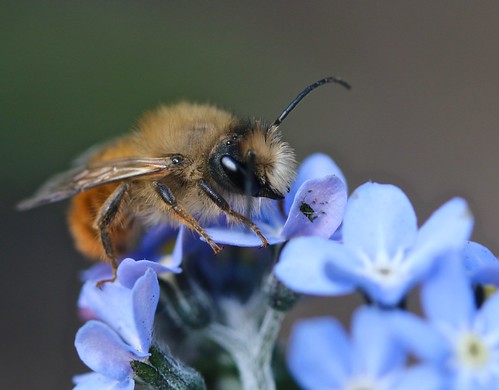 Bee-utiful on blue...