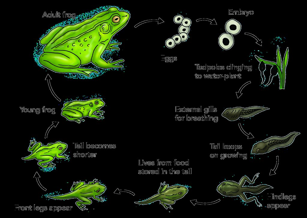 Image result for life cycle of a frog