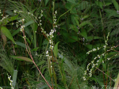 Persicaria hydropiper (Water-Pepper)