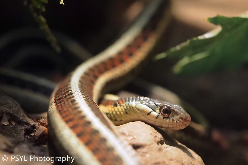 Red-Sided Garter Snake (Thamnophis sirtalis)