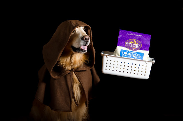 Obi Wan Doggie