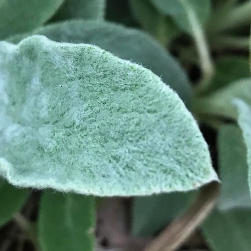 The lamb's ear has been up and fuzzy for weeks now. As usual, I'd like to sew the leaves together to make a garment or find a bed-sized patch of them to take a nap in. #suzimandyphotochallenge #naturephotooff #nature #naturephotography #naturemacro #natur