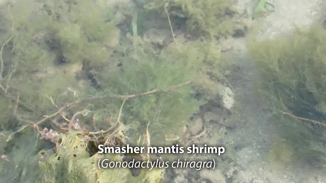 Smasher mantis shrimp (Gonodactylus chiragra)