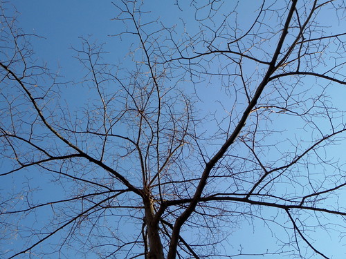Baum Ende März