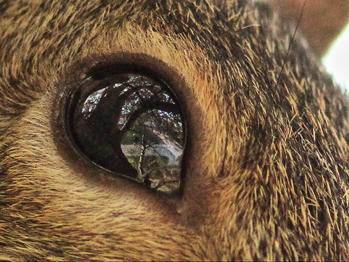 My reflection in squirrel eye 20131215