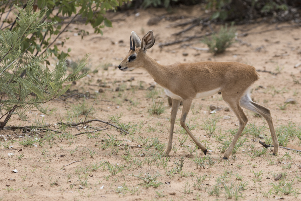 Steenbok