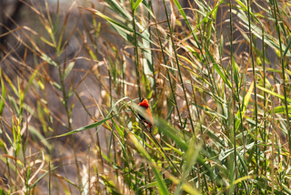 Crimson-breasted Shrike am Bird Hide im Rest Camp Karoo Nationalpark
