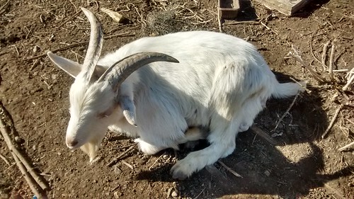 goats Mar 17 (4)