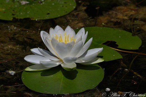 Nymphaea odorata (Sweet-scented Waterlily))