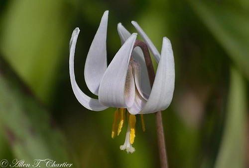 Erythronium albidum (White Trout Lily)