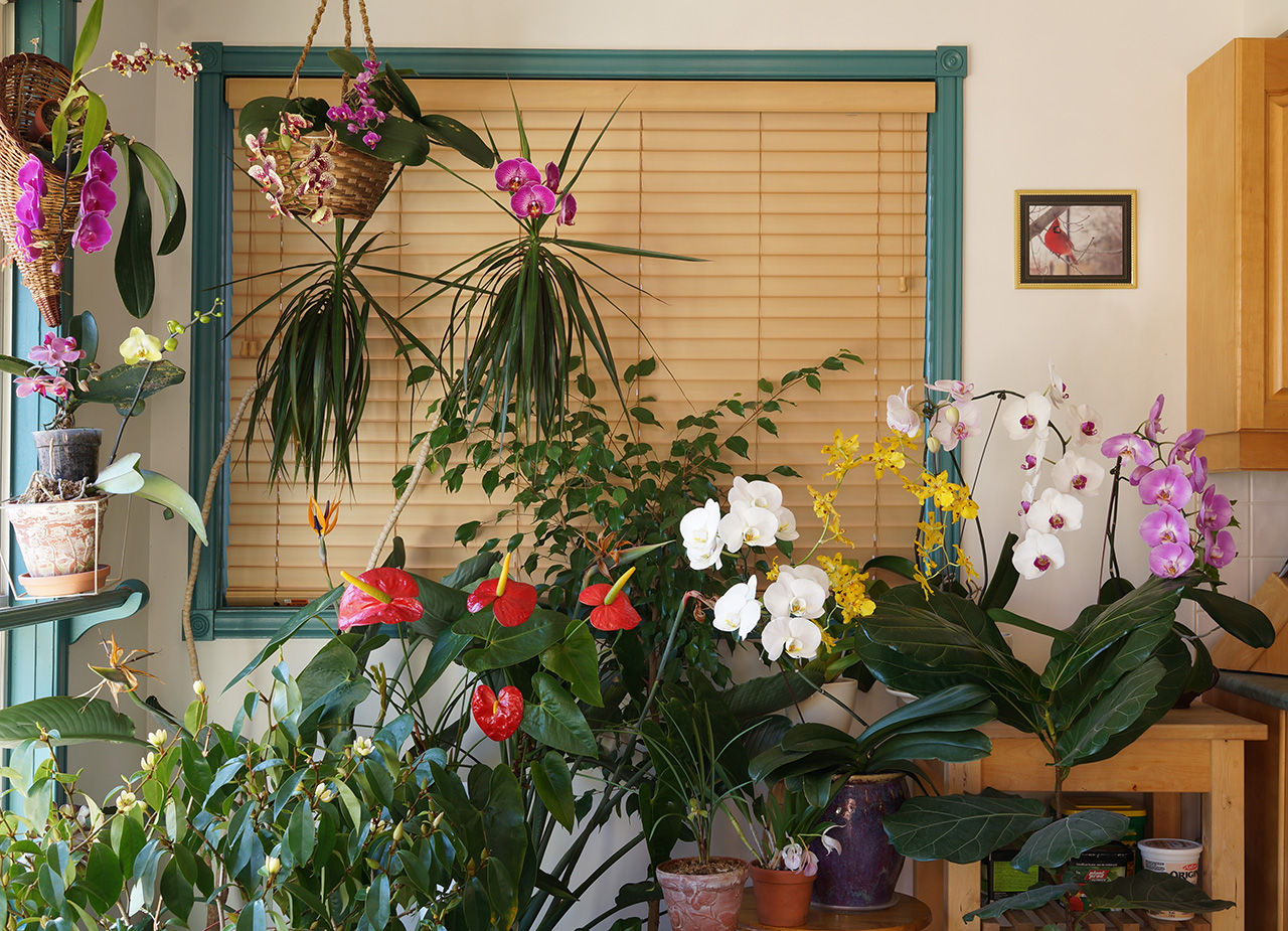 orchids in March2