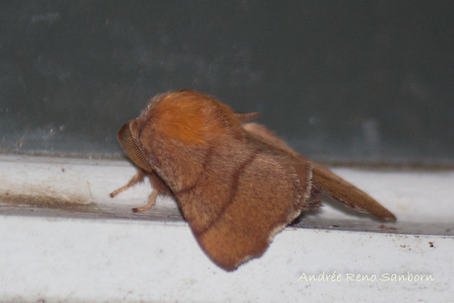 Forest Tent Caterpillar Moth - Hodges#7698 (Malacosoma disstria)