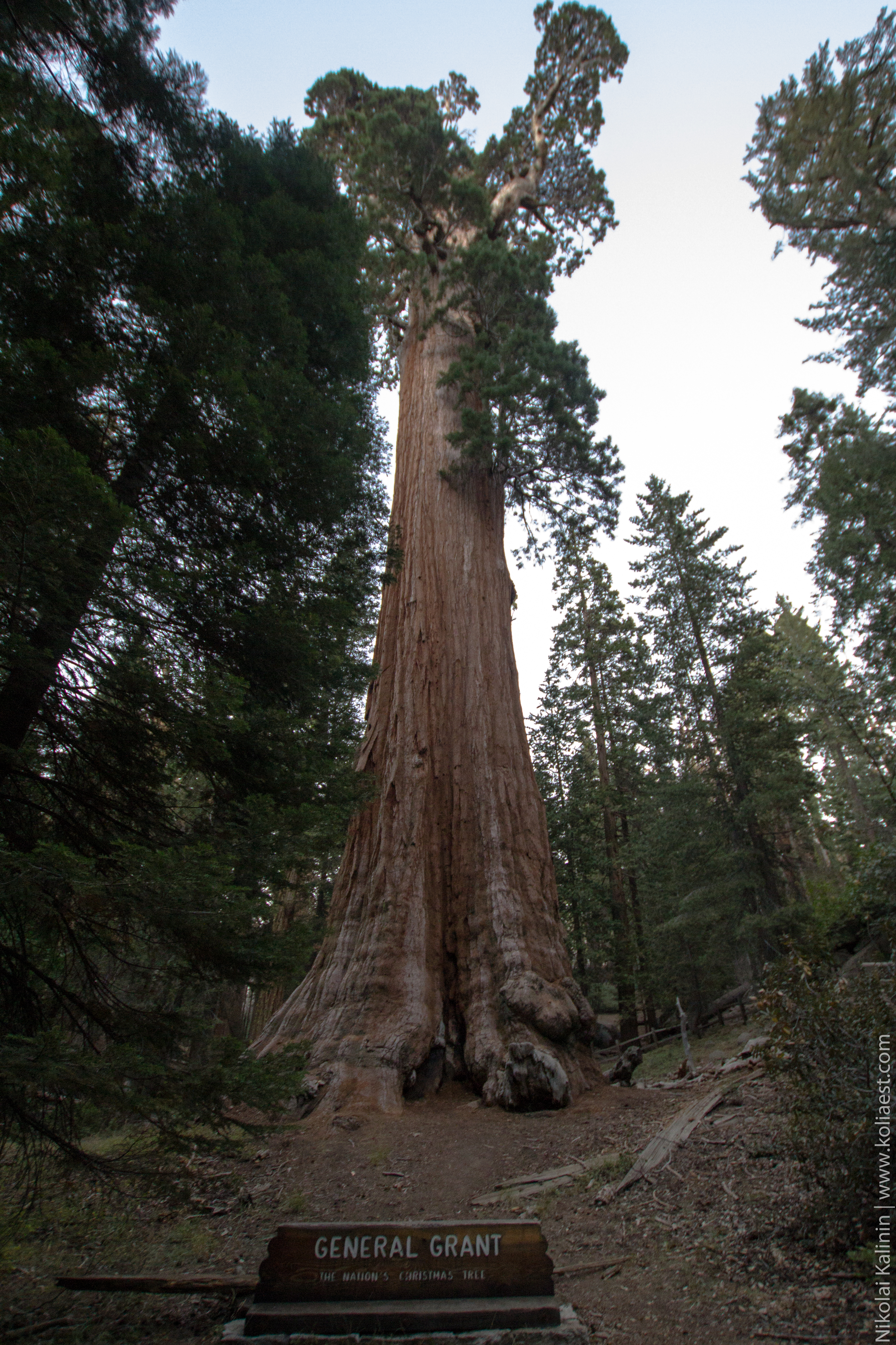 Sequoia-95