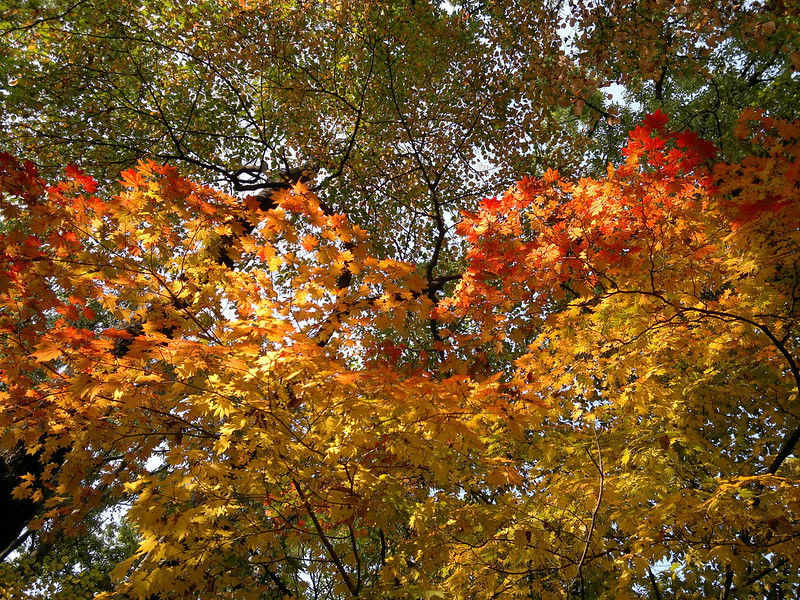 Autumn in progress - wave of Autumn foliage