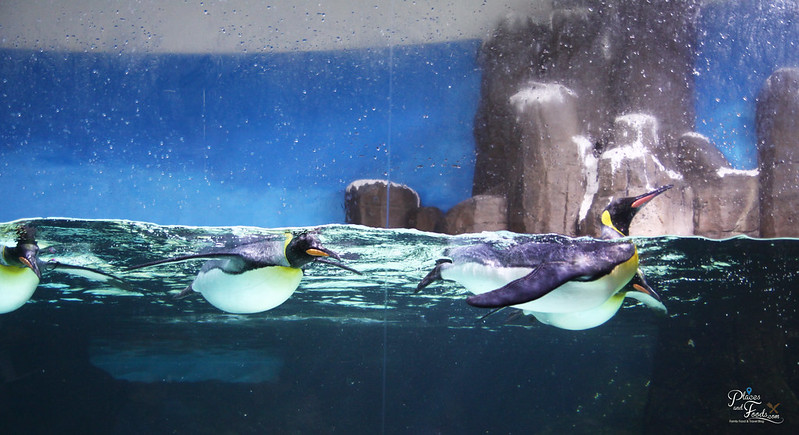 melbourne aquarium penguin swimming